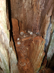 Elaphomyces muricatus