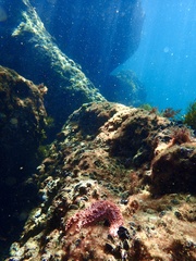 Uniophora