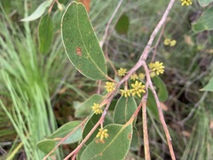 Eucalyptus conglomerata