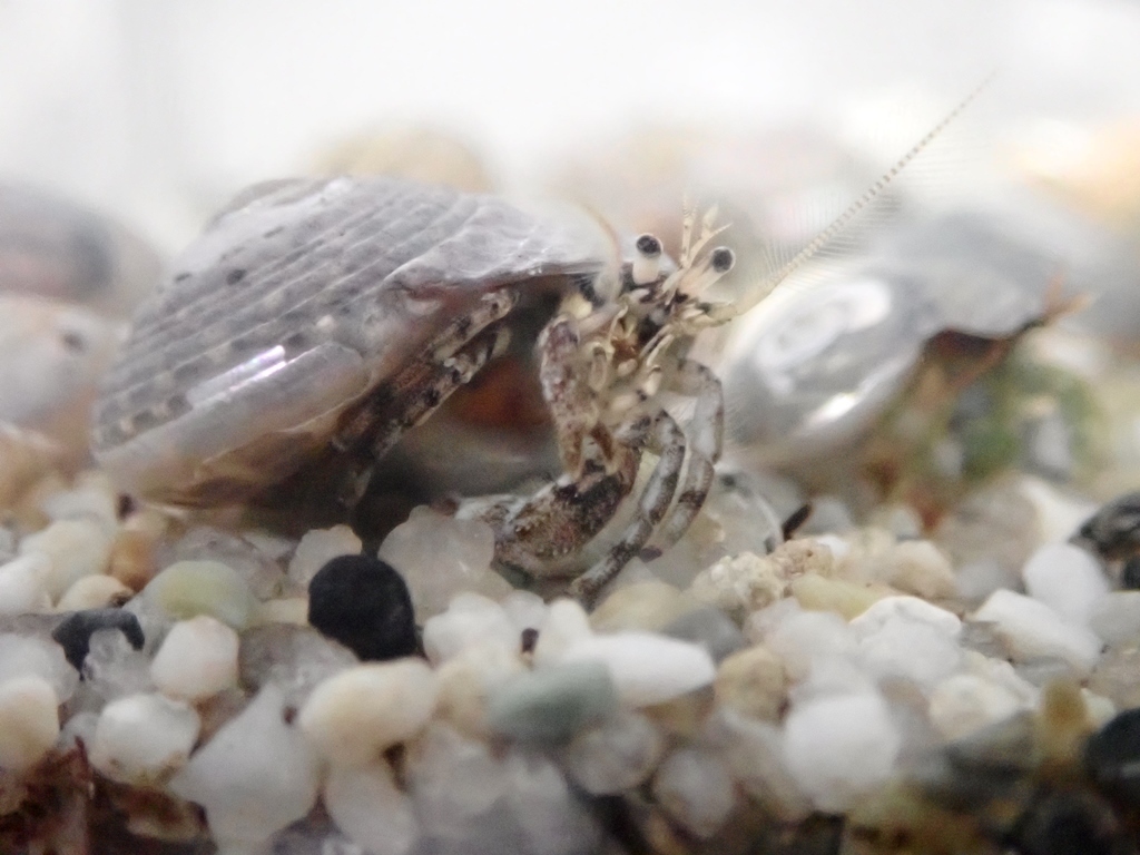 Diogenes nitidimanus