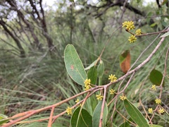 Eucalyptus conglomerata