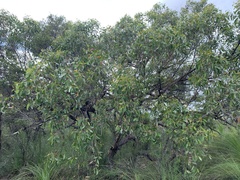 Eucalyptus conglomerata