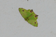 Agathia lycaenaria