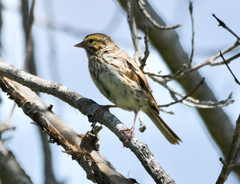 Passerculus sandwichensis