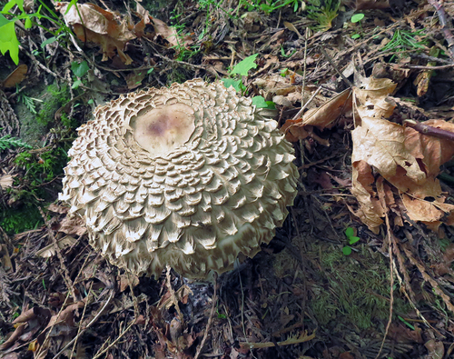 Olive Shaggy Parasol