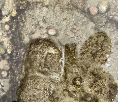 Tegula eiseni