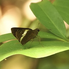 Notocrypta paralysos