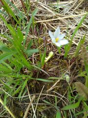 Sisyrinchium albidum