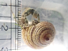 Diogenes nitidimanus