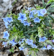 Lithodora