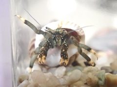 Clibanarius virescens