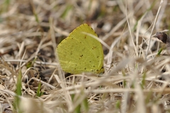 Eurema mandarina