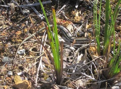 Ctenotus labillardieri