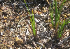 Ctenotus labillardieri