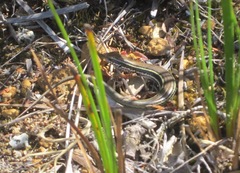 Ctenotus labillardieri