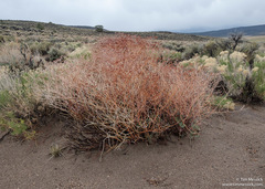 Eriogonum nummulare