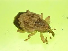 Aneuma compta