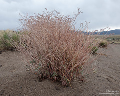 Eriogonum nummulare