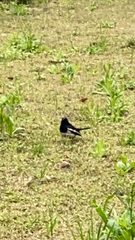 Copsychus saularis