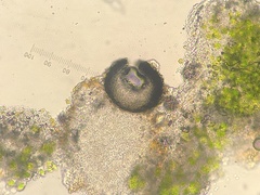 Muellerella lichenicola