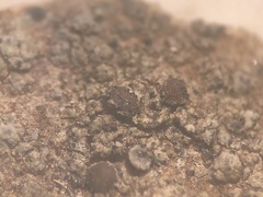 Muellerella lichenicola