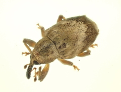 Aneuma compta