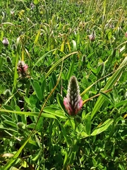 Trifolium pamphylicum