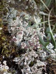 Cladonia ramulosa
