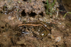 Fejervarya multistriata