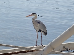 Ardea cinerea