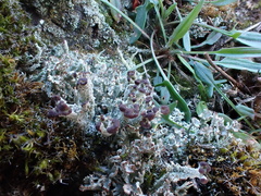 Cladonia ramulosa