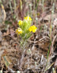 Castilleja lacera