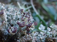 Cladonia ramulosa
