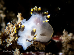 Polycera tricolor