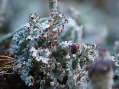 Cladonia ramulosa