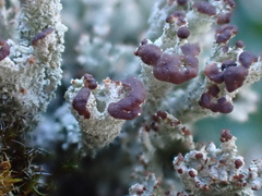 Cladonia ramulosa
