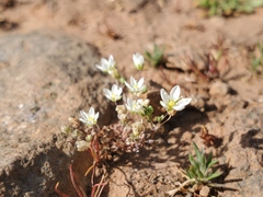 Sabulina californica