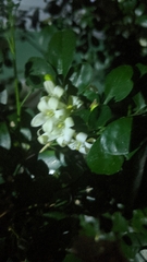 Murraya paniculata image
