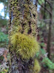 Dicranoloma menziesii