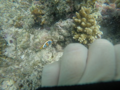 Chromodoris annae