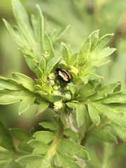 Phyllotreta striolata
