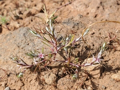 Polygonum bidwelliae