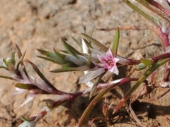 Polygonum bidwelliae