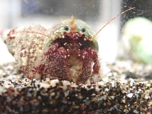 Hermit Crab (Japanese Red)