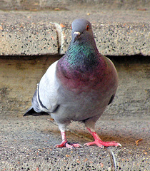 Columba livia domestica
