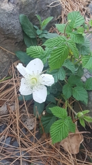 Rubus croceacanthus