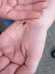 Leiobunum ventricosum