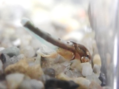 Pseudoblennius marmoratus