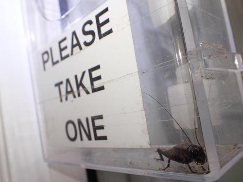 Photo of Australian Black Field Cricket (Teleogryllus commodus)