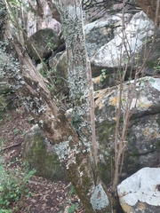 Vandeae